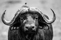 Close up  image of an African Buffalo staring Royalty Free Stock Photo
