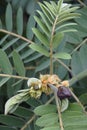 Close-up image of African senna leaves and buds