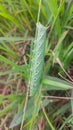 Close up image of Agrius convolvuli eruga forma verda or green caterpillar Royalty Free Stock Photo