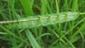 Close up image of Agrius convolvuli eruga forma verda or green caterpillar Royalty Free Stock Photo