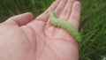 Close up image of Agrius convolvuli eruga forma verda or green caterpillar Royalty Free Stock Photo