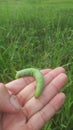 Close up image of Agrius convolvuli eruga forma verda or green caterpillar Royalty Free Stock Photo