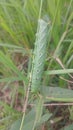 Close up image of Agrius convolvuli eruga forma verda or green caterpillar Royalty Free Stock Photo