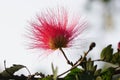 A close-up image of Albizia julibrissin flower