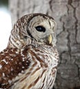 Close up image of a barred owl