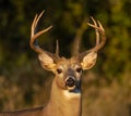 Close up image of an alert large whitetail buck taken in the warm evening sun.