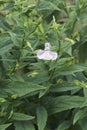 Close-up image of Allegheny monkeyflower