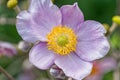 Close-up image of an alluring, vibrant purple Japanese anemone flower