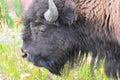 Close up image of an American bison (Bison bison). Yellowstone National Park, Wyoming, USA. Royalty Free Stock Photo