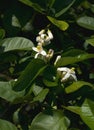 Close-up image of American wonder lemon flowers