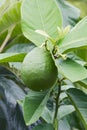 Close-up image of American wonder lemon fruit