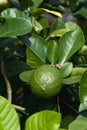 Close-up image of American wonder lemon fruit