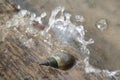 Spiral shell snail under wave Royalty Free Stock Photo