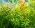 aquarium tank with variety of aquatic plants.