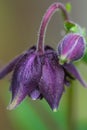 Aquilegia Vulgaris, Royal Purple, flower commonly known as Granny`s Bonnet Royalty Free Stock Photo