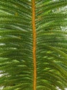 Close up image of Araucaria evergreen coniferous tree branch. For nature background purpose.
