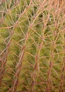 Close up image of a Arizona fishhook Cactus