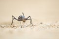 Close up image of an armour plated ground cricket. Namibia. Macro shot.