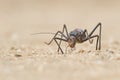 Close up image of an armour plated ground cricket. Namibia. Macro shot. On rocky ground.
