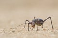 Close up image of an armour plated ground cricket. Namibia. Macro shot. On rocky ground. Searching for food.