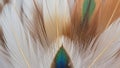 A close up image of assorted feathers displaying a mix of colors and textures Royalty Free Stock Photo