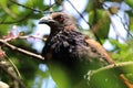 Close-up image of an Ati Kukula bird (Greater Coucal)