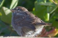 Close up image of a baby fledgling sparrow Royalty Free Stock Photo