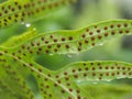 The back of fern leaf with spores and water drops Royalty Free Stock Photo