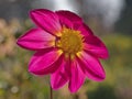 Close-up image of backlighted by evening sun dahlia flower colored in bright pink and yellow