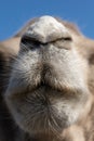 Close-up image of Bactrian camelÃ¢â¬â¢s snout