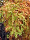 Bald cypress branches during fall season