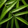 Close Up Image Of Bamboo Leaf: Organic Contours, Uhd, National Geographic Style Royalty Free Stock Photo