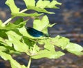 Damselfly -Banded demoiselle on leaf Royalty Free Stock Photo