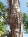 Close up image of the bark of a palm tree Royalty Free Stock Photo