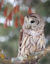 Close up image of a barred owl Royalty Free Stock Photo