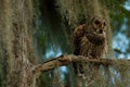 Close up image of Barred owl, Perched on branch, South Carolina swamps