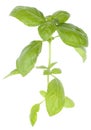 Close Up Image of Basil Plant Leaves Royalty Free Stock Photo