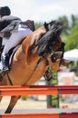 Close up of bay horse jumping over fence. Royalty Free Stock Photo