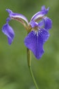 Close up image of Beachhead iris flower. Royalty Free Stock Photo