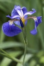 Close up image of Beachhead iris flower. Royalty Free Stock Photo