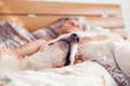 Close up image beagle snout in his owner bed