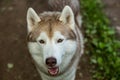 Close-up image of beautiful dog breed siberian husky in the forest. Portrait of friendly dog looks like a wolf Royalty Free Stock Photo