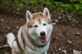 Close-up image of beautiful dog breed siberian husky in the forest. Portrait of friendly dog looks like a wolf. Royalty Free Stock Photo