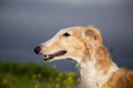 Close-up image of beautiful dog in the buttercup field Royalty Free Stock Photo