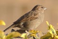 Close up image of a beautiful fledgling Passeridae sparrow Royalty Free Stock Photo