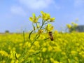 A close-up image of beautiful honey bee on mustard flower