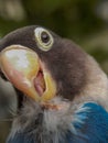 Close up image of the beautiful Lovebird. Animals, pets, fauna, chirping bird Royalty Free Stock Photo