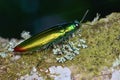 Close up image of a beautiful metallic jewel beetle Royalty Free Stock Photo