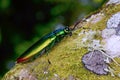 Close up image of a beautiful metallic jewel beetle Royalty Free Stock Photo