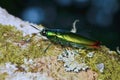 Close up image of a beautiful metallic jewel beetle Royalty Free Stock Photo